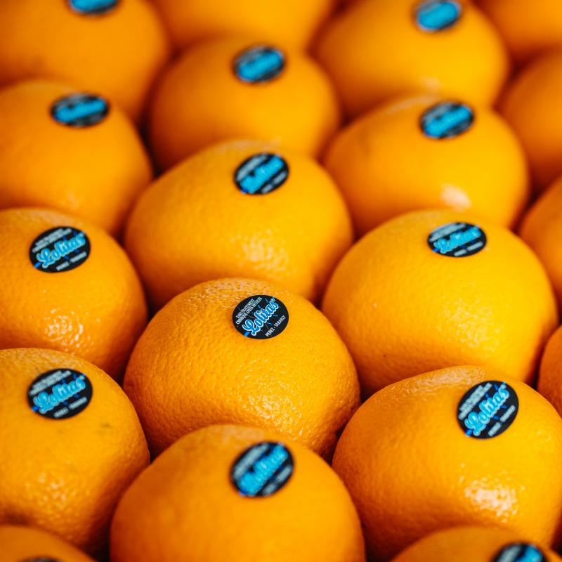Orange litée 1 rang